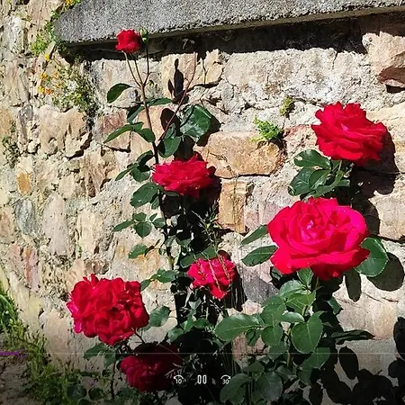 El Ferreiru 1, En Un Entorno Natural Дом отдыха